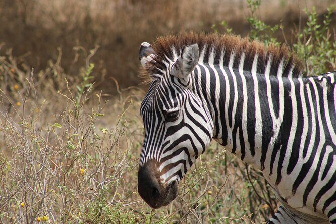 2 days private lodge safari - The day’s rhythm: Mto wa Mbu overnight and why that location matters