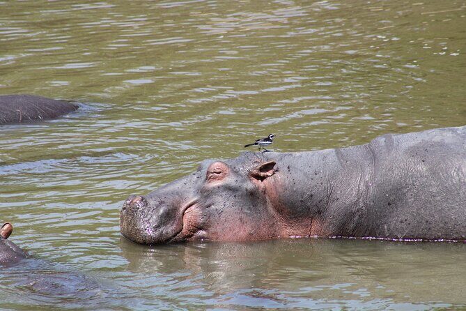 2 days private lodge safari - Wildlife expectations: how to set your sights right
