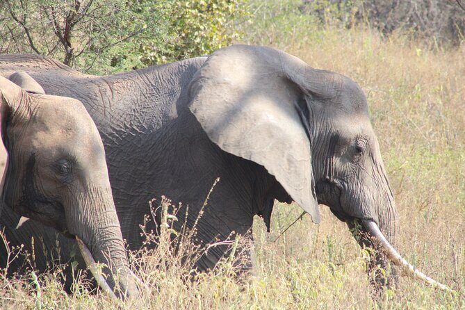 2 days private lodge safari - Morning Tarangire drives: elephants, baobabs, and the hunt for the right spots