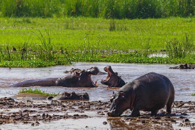 2 Days Private Midrange Safari from and back to Zanzibar - Ngorongoro Crater at dawn: rhino odds, caldera views, and the hippo pool lunch