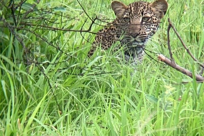 2 days private safari to Mikumi N park from Zanzibar or Dsm - Day 1: first game drive, lunch inside the park, and hippo dam sunset