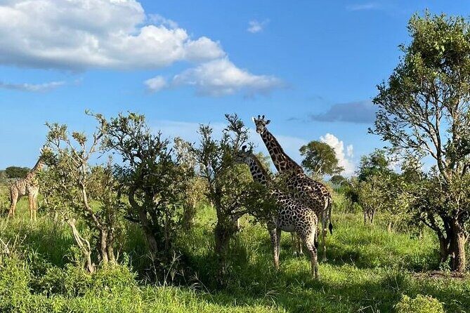 2 days private safari to Mikumi N park from Zanzibar or Dsm - Wildlife to hope for (and how the timing helps)