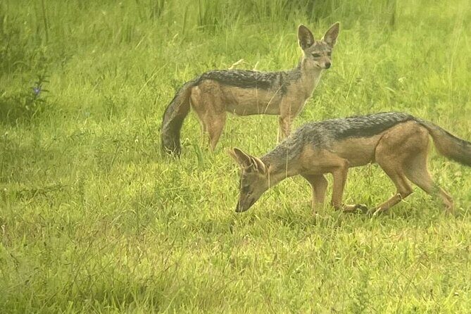 2 days private safari to Mikumi N park from Zanzibar or Dsm - Getting from Dar es Salaam to Mikumi: the early-start reality