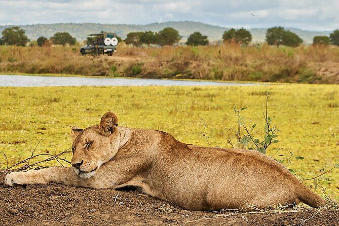 2 Days Private Safari Tour of Mikumi - Key Highlights You’ll Care About