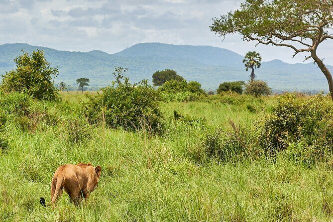 2 Days Private Safari Tour of Mikumi - Dar es Salaam to Mikumi: the 5–6 Hour Drive That Sets Expectations