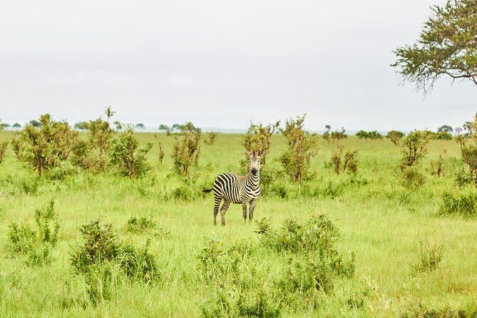 2 Days Private Safari Tour of Mikumi - Your Guide Experience: Nesa Africa Safaris and the Human Touch