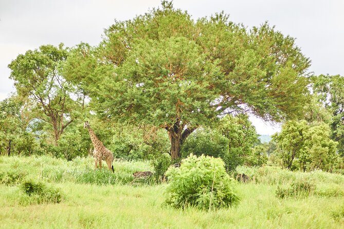 2 Days Private Safari Tour of Mikumi - Price and Value: Is $742 per Person Fair?