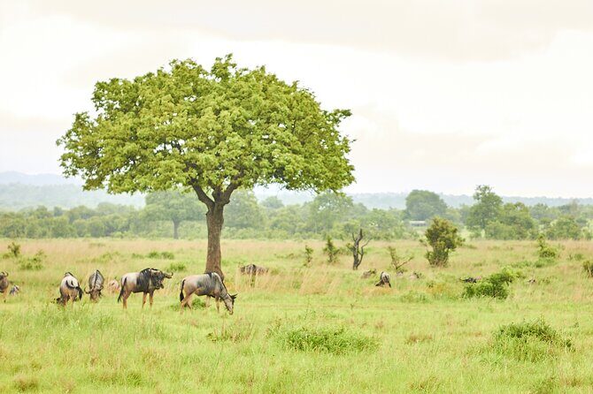 2 Days Private Safari Tour of Mikumi - Who Should Book This Mikumi Safari (and Who Should Think Twice)