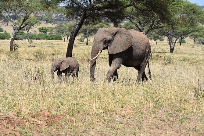 2-Days Private The Ultimate Tanzania Safari Tour - Two Parks, One Tight 48-Hour Safari Plan