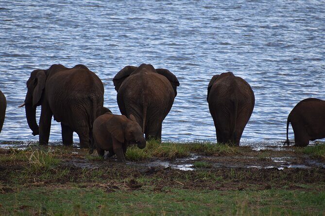 2-Days Private The Ultimate Tanzania Safari Tour - Tarangire National Park: Baobabs, Elephants, and Tree-Climbing Lions
