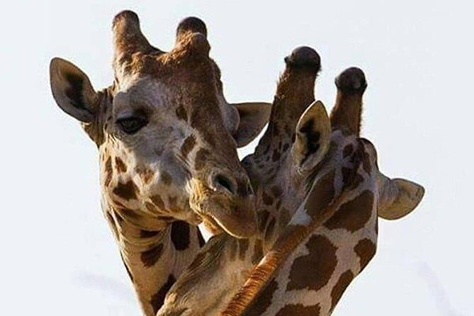 2 days quick trip to Mikumi National park - Key highlights you should care about