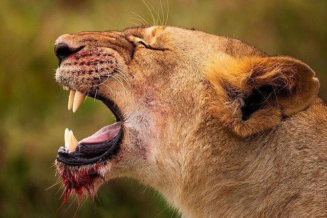 2 days quick trip to Mikumi National park - Two Days in Mikumi: What a Tight Safari Actually Gives You