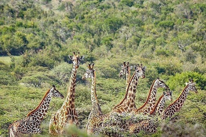 2 days quick trip to Mikumi National park - Wildlife Expectations: What You’ll Likely See vs. What You Can Hope For