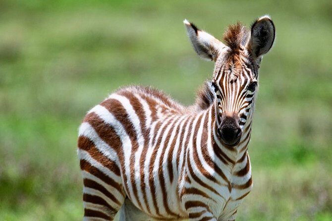 2 days quick trip to Mikumi National park - 5:30 am Pickup and the Long Road Time You Need to Plan For