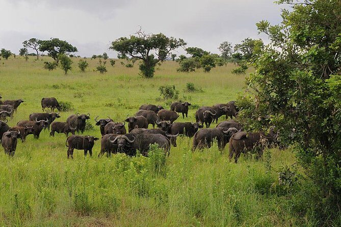 2 Days Saadani National Park From Zanzibar - Key highlights worth knowing