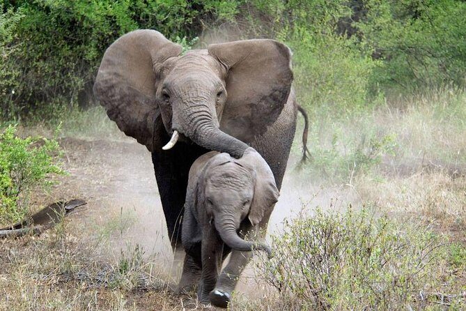 2 Days Saadani National Park From Zanzibar - Saadani from Zanzibar: how the transfer timing shapes your day