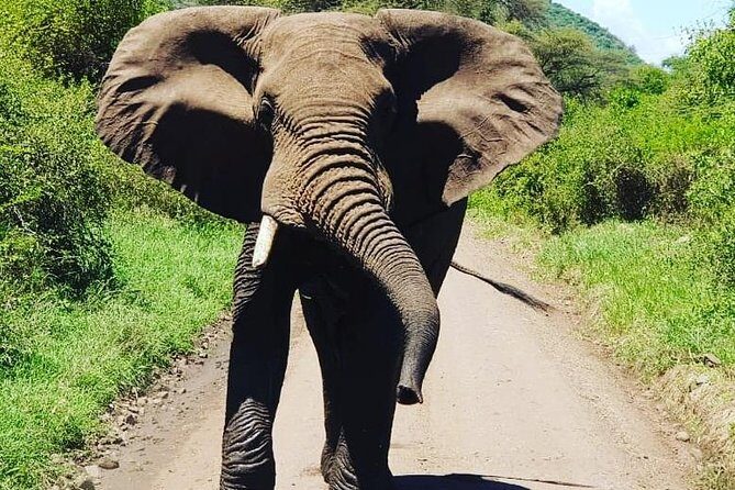 2 Days Saadani National Park From Zanzibar - Lodge night plus meals: the part people forget to plan for