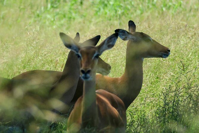 2 Days Saadani National Park From Zanzibar - Should you book this 2-day Saadani safari from Zanzibar?