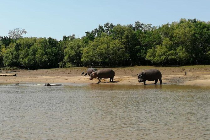2 Days Saadani National Park From Zanzibar - Wami River boat safari: crocodiles, birds, and water-sipping wildlife