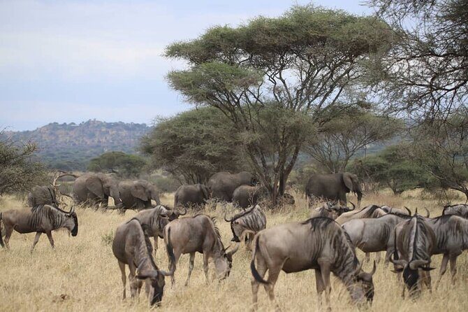 2 Days Safari in Tarangire and Ngorongoro Crater - From Moshi pickup to Tarangire: the day starts moving