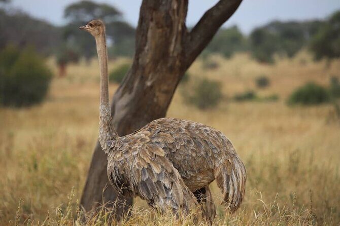 2 Days Safari in Tarangire and Ngorongoro Crater - Picnic lunch in the bush: small detail, big payoff