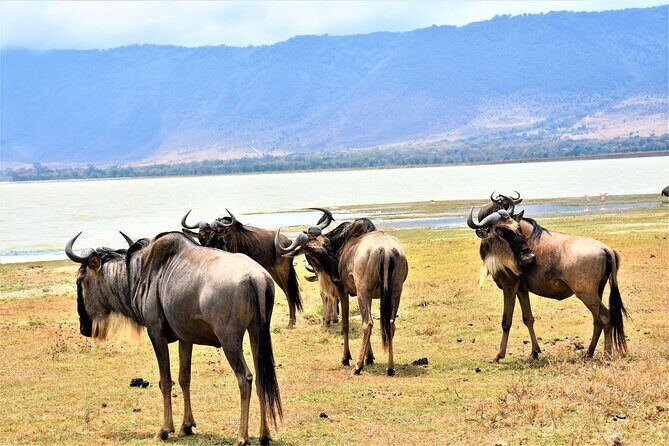 2 Days Safari through Tarangire NP and Lake Manyara NP - Two days, two parks: what the Arusha-to-safari rhythm feels like