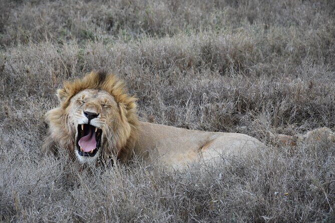2 Days Safari through Tarangire NP and Lake Manyara NP - Price and value: is $1,200 per person a smart trade for two days?
