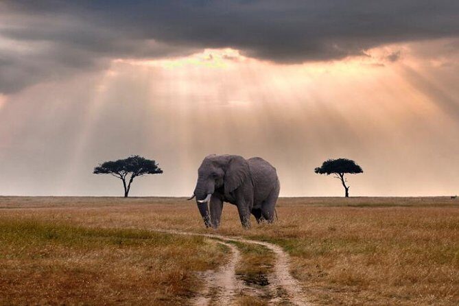 2 Days Selous Game Reserve Safari from Zanzibar or Dar es salaam - Selous (Nyerere) Safari Basics: Why This Place Feels Different