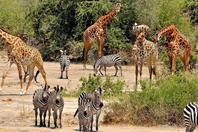 2 Days Selous Game Reserve Safari from Zanzibar or Dar es salaam - Birds, Big Cats, and That Huge Range of Animals