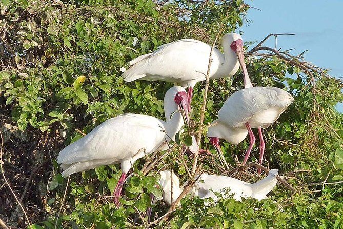 2 Days Selous Game Reserve Safari from Zanzibar or Dar es salaam - Day 2 in Lake Manze: The Boat Safari for Hippos and Crocs