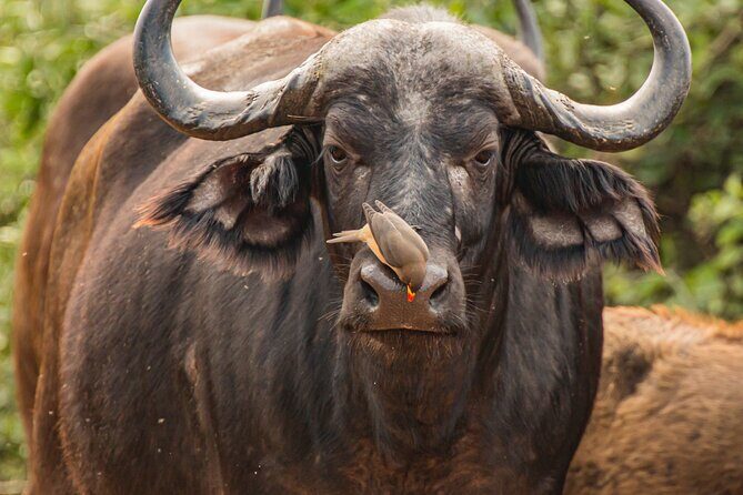 2 Days Tanzania Midrange Group Join Safari - Key Points I’d Use to Choose This Safari