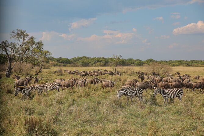 2 Days Tanzania Midrange Group Join Safari - Two Parks, One Fast Rhythm from Arusha