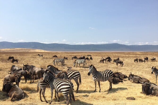 2 Days Tanzania Midrange Group Join Safari - Ngorongoro Conservation Area Day: Crater Descent and Wildlife Concentration