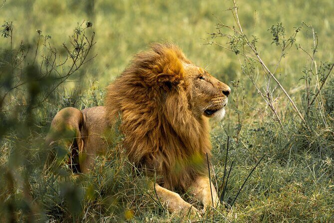 2 Days Tanzania Midrange Group Join Safari - Price and Logistics: What $642 Really Covers
