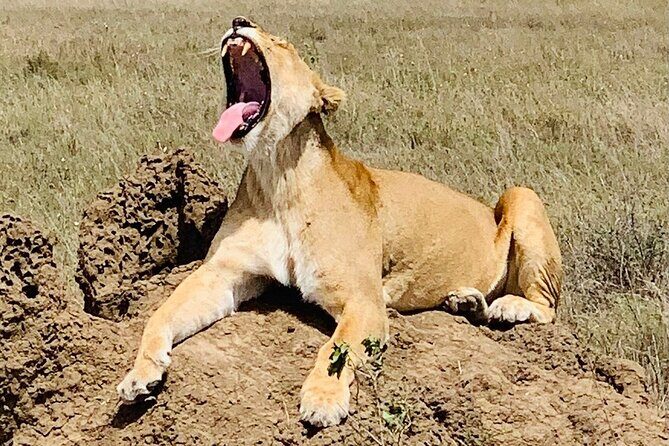 2- Days Tanzania Private (Budget) Safari - Value for $1,300 per person: what “budget private” really means