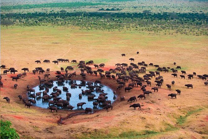2 Days Tanzania Safari - Lake Manyara and Tarangire National Park - Lake Manyara National Park: Soda Lake Views and the Tree-Climbing Lion Factor
