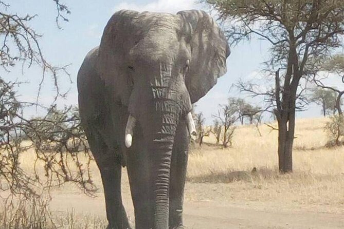 2 Days Tanzania Safari - Lake Manyara and Tarangire National Park - Kizumba Tented Lodge Overnight: Comfort Without Losing the Wild Feeling