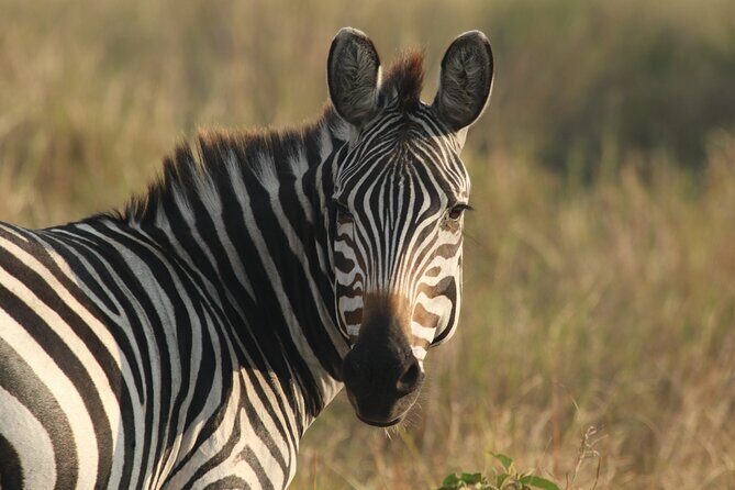 2 Days Tarangire and Ngorongoro Mid-Range Group Safari - Key takeaways before you go