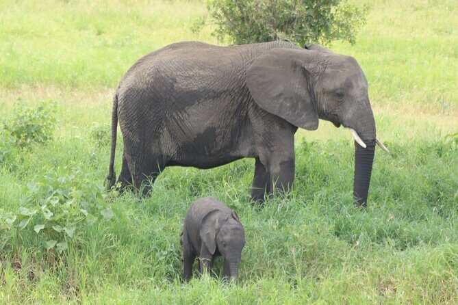 2 Days Tarangire and Ngorongoro Mid-Range Group Safari - Tarangire and Ngorongoro in 2 days: why this timing works