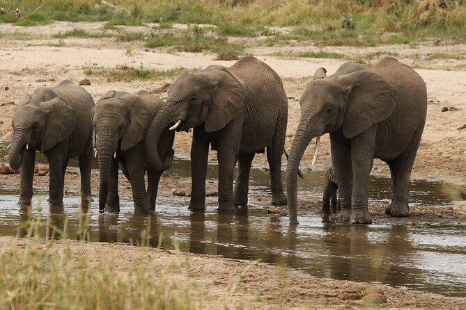2 Days Tarangire and Ngorongoro Mid-Range Group Safari - Guides make (or break) a short safari: Elias, Joan, Max, Shabani, Melita