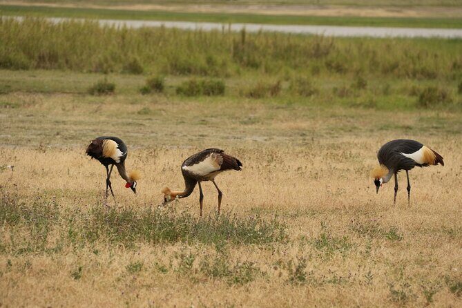 2 Days Tarangire and Ngorongoro Mid-Range Group Safari - Logistics that matter in the real world (not just on paper)