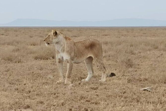 2 Days Tarangire and Ngorongoro Safari from Zanzibar - The big idea: why Tarangire + Ngorongoro works in 2 days