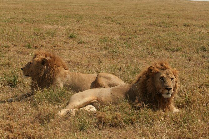 2 Days Tarangire and Ngorongoro Safari from Zanzibar - Guides and on-the-ground quality: what you can hope for