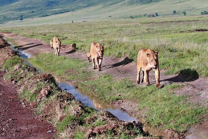 2 Days Tarangire and Ngorongoro Safari from Zanzibar - Accommodation and camping comfort: tents, mattresses, and clean gear expectations