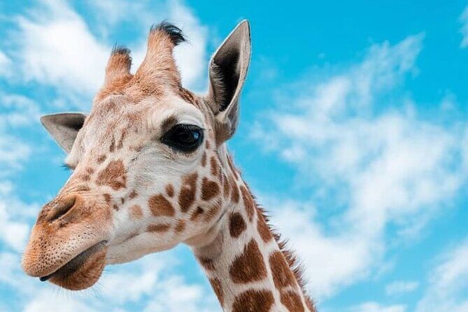 2 days Tarangire and Ngorongoro short safari - Price and Value: Is $1,100 for Two Parks a Good Deal?