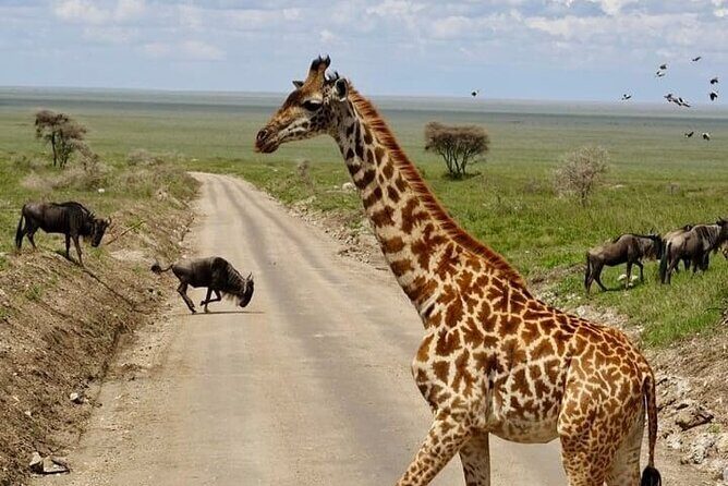 2 days Tarangire and Ngorongoro short safari - Who This Safari Fits Best (And Who Should Rethink It)