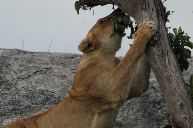2 Days Tarangire & Ngorongoro Budget Safari Tour Tanzania - Group safari logistics that actually affect your experience