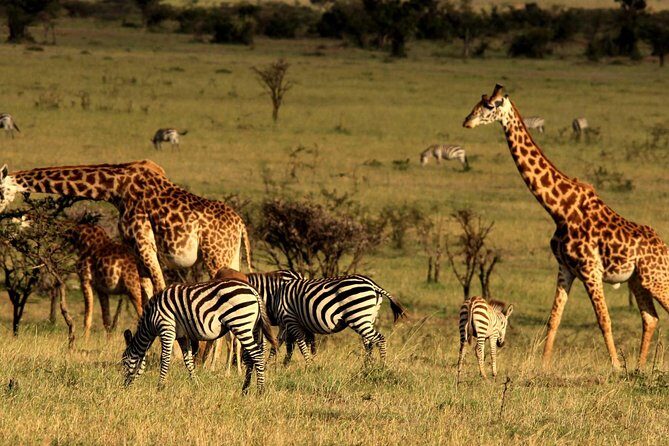 2 Days Tarangire & Ngorongoro Budget Safari Tour Tanzania - What overnight accommodation feels like on this kind of short safari