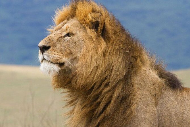 2 Days Tarangire & Ngorongoro Budget Safari Tour Tanzania - Your best strategy for spotting animals fast (Tarangire and Ngorongoro)