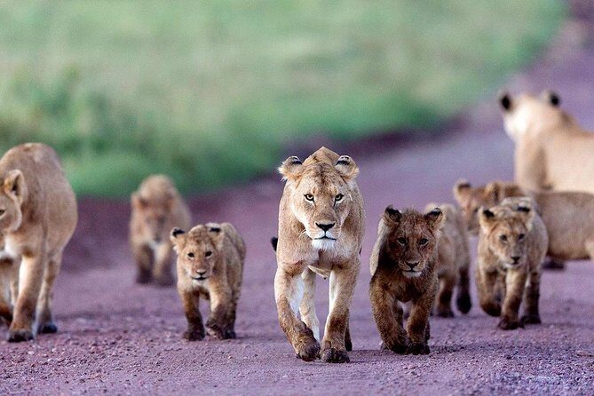 2 Days Tarangire & Ngorongoro Budget Safari Tour Tanzania - Ngorongoro Crater day: the 18 km caldera with Big Five odds